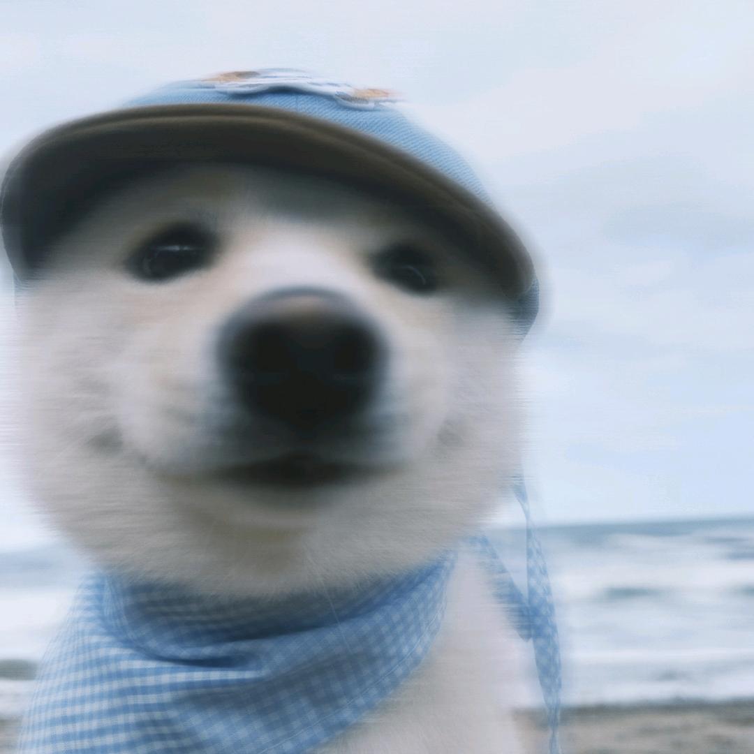 Chinese熊猫