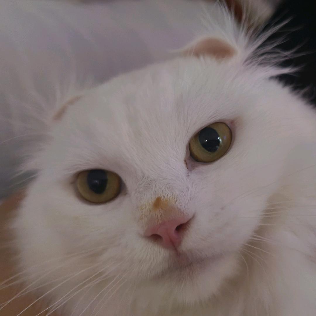 李莎莎的猫(月圆之夜)