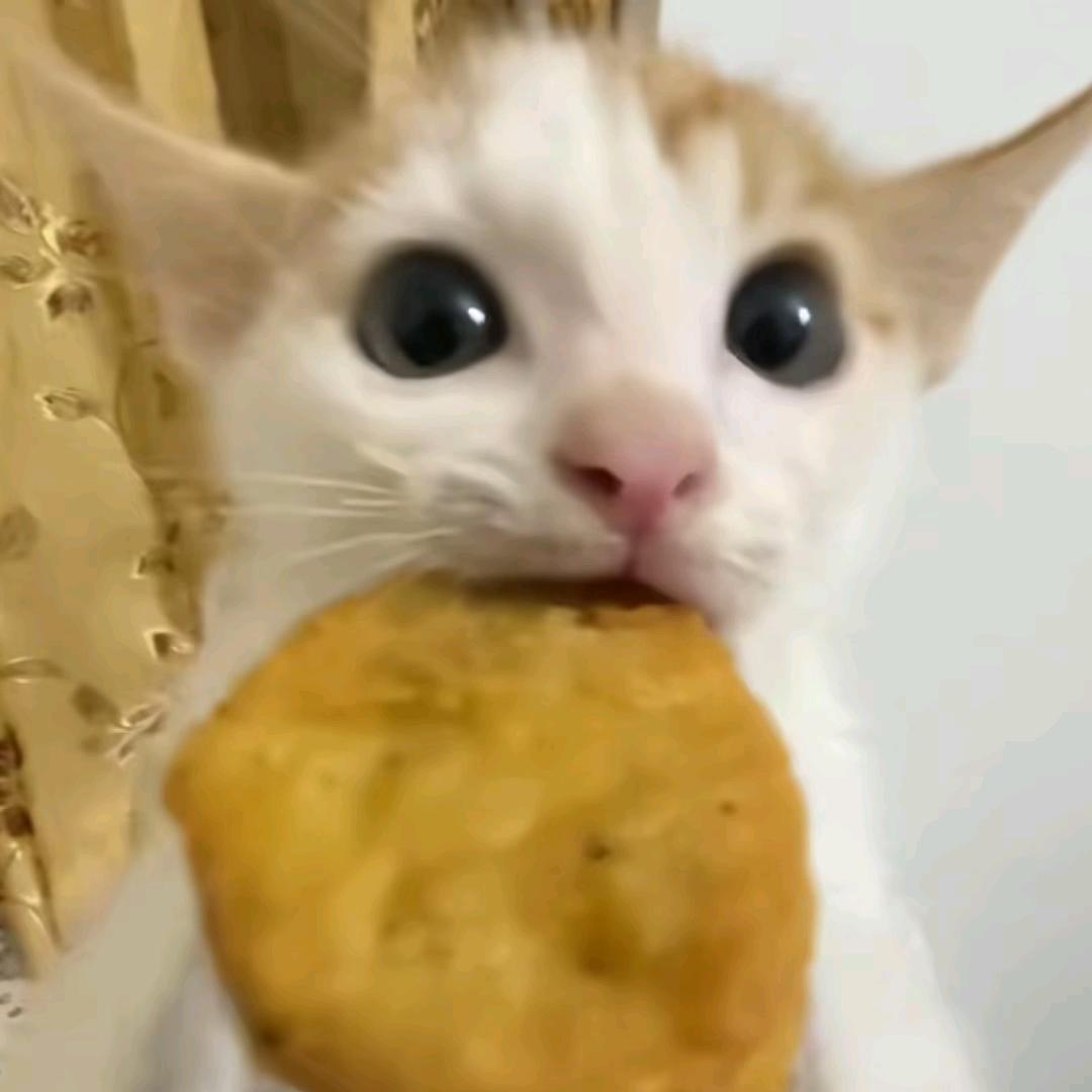 哈基仙人