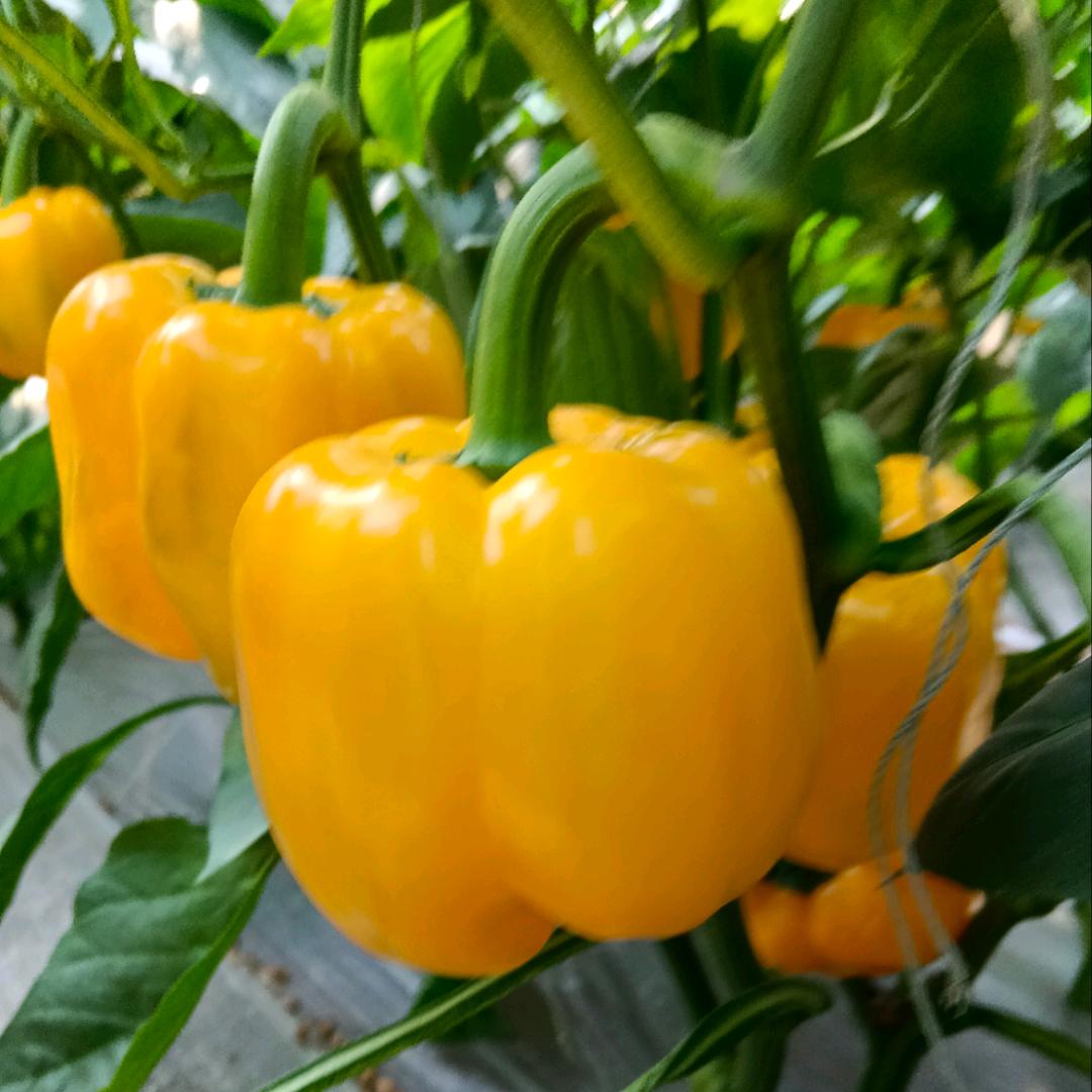 火龙果缤纷生活