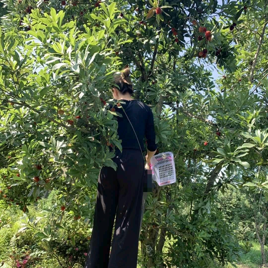 四川合江真龙柚