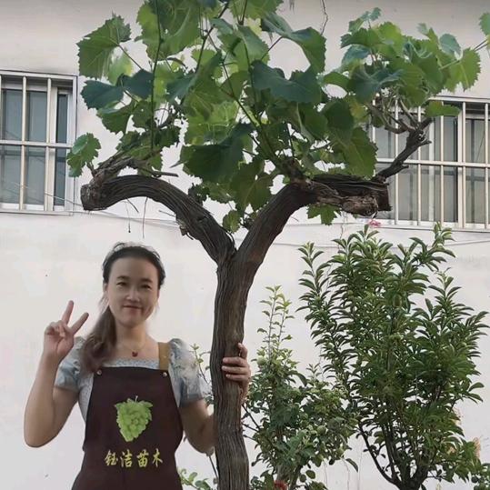 井岗花卉宁宇果树苗木专卖店