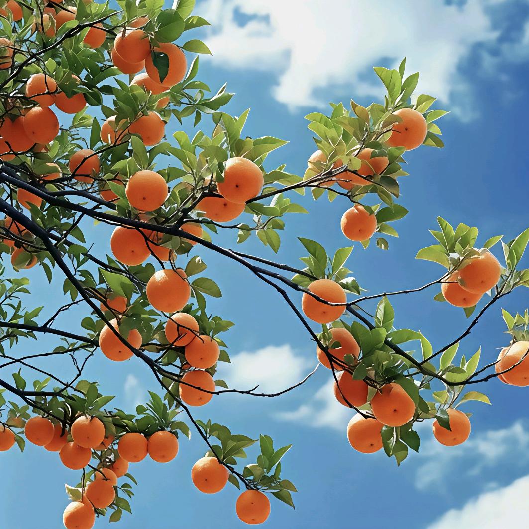 听风 观雪 赏细雨