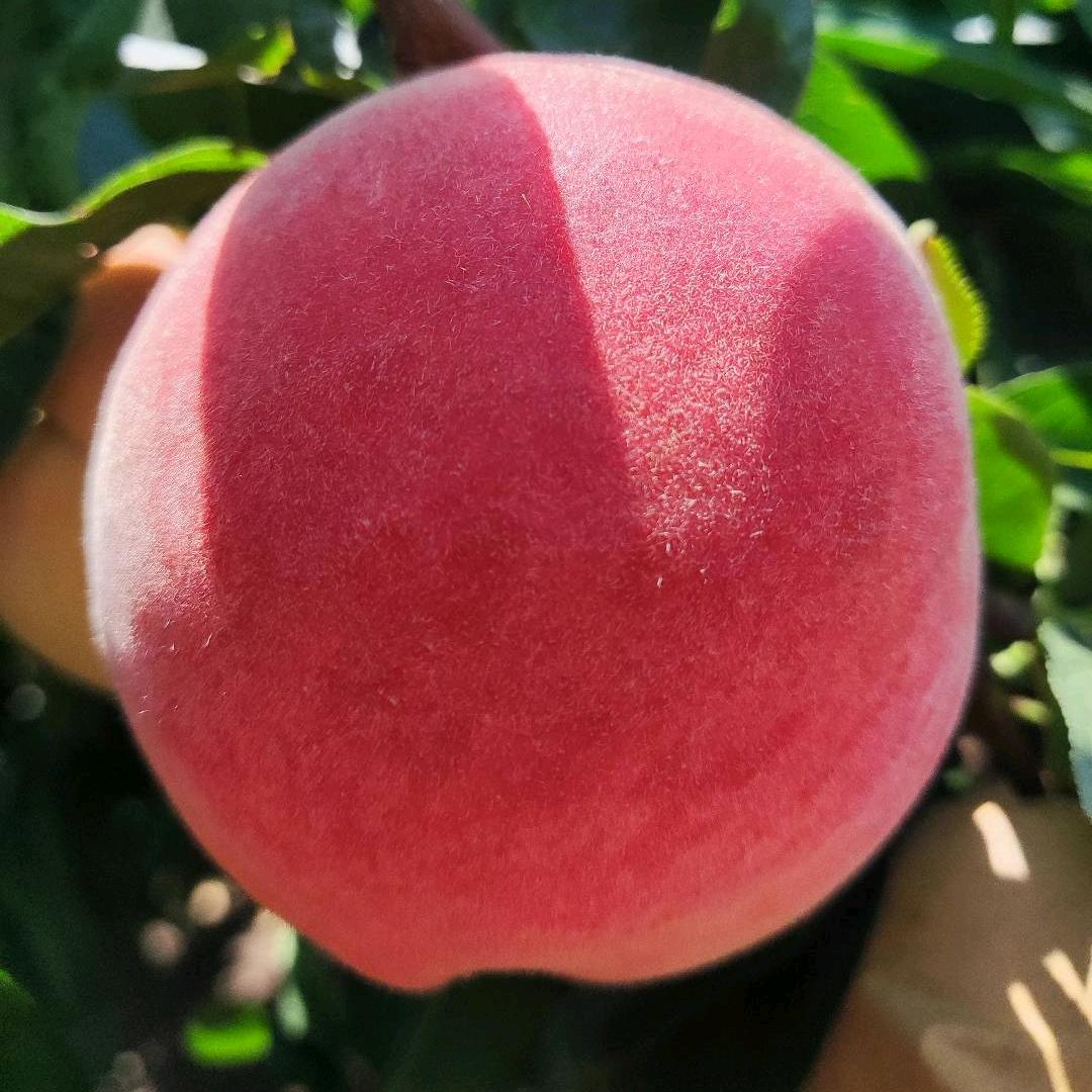 咸阳御桃🍑🍑🍑