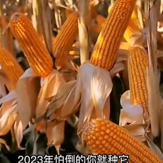 青草地