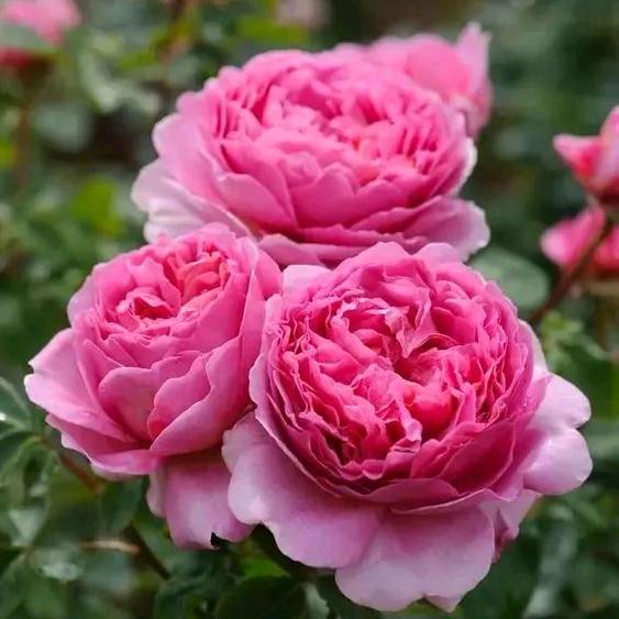 春暖花开