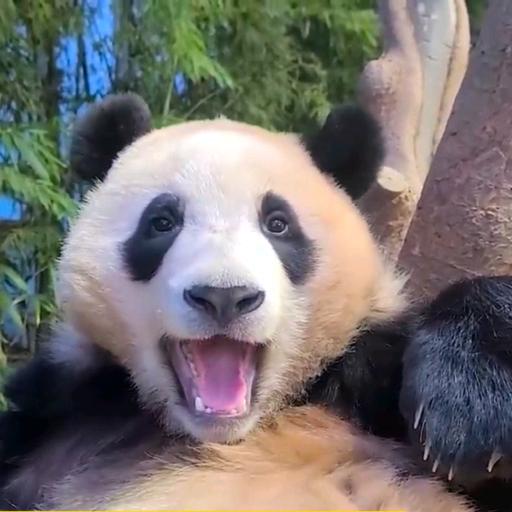爱护小动物