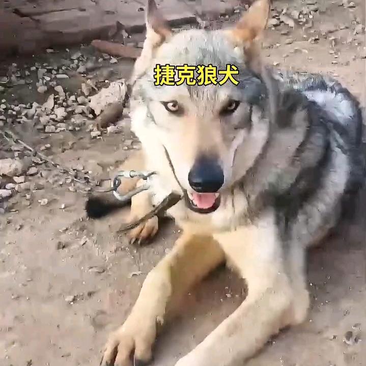 捷克狼犬养殖场