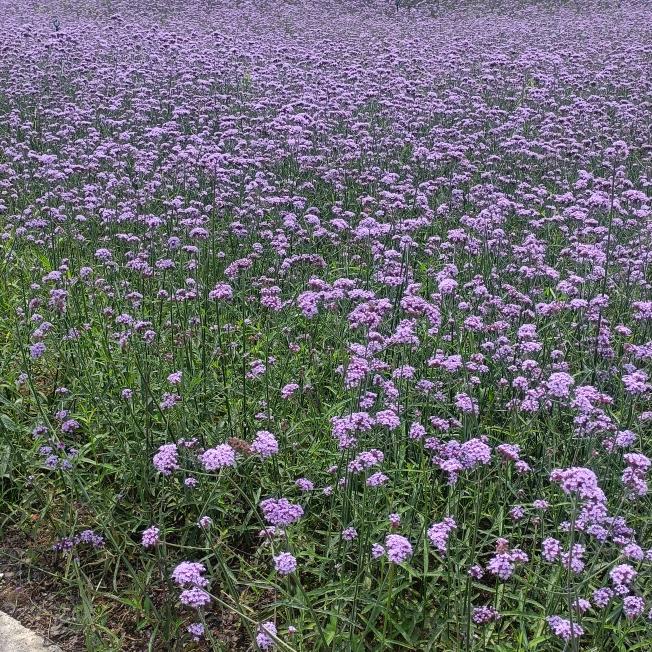 🌼ꦿ໊一陆᭄🎋有你᭄ꦿᩚ٭