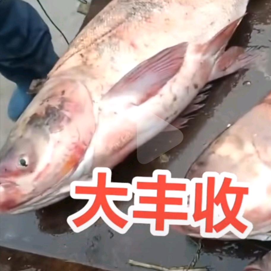老张野生鱼