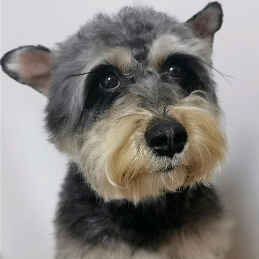 上海墨厂 屯溪胡开文 上海老范 文房四宝