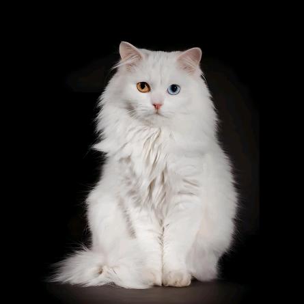 小宝是只猫