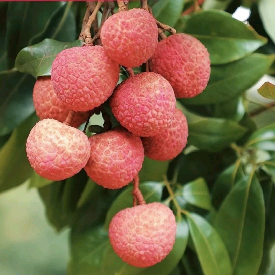 广东茂名水果店