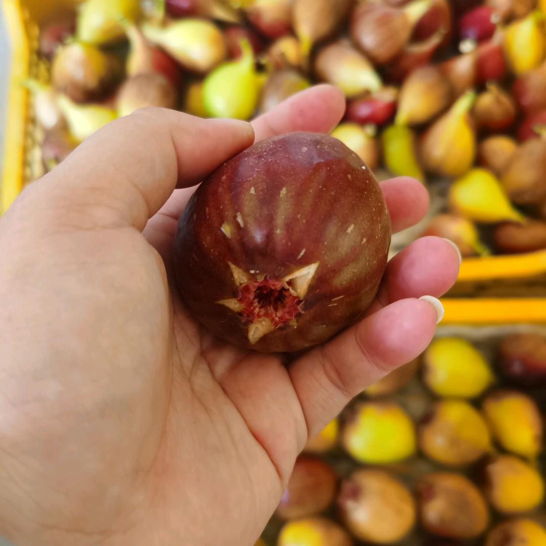 李小鹿