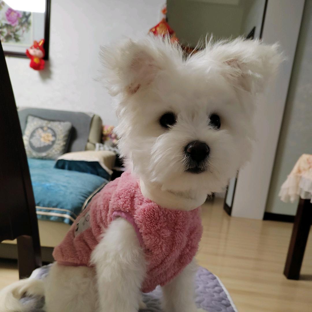马耳他岛直毛比能犬