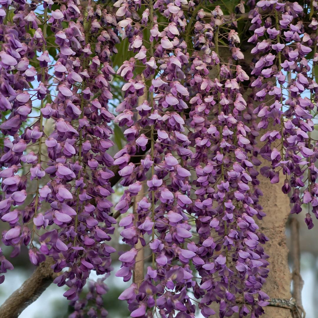 七彩园林紫藤基地