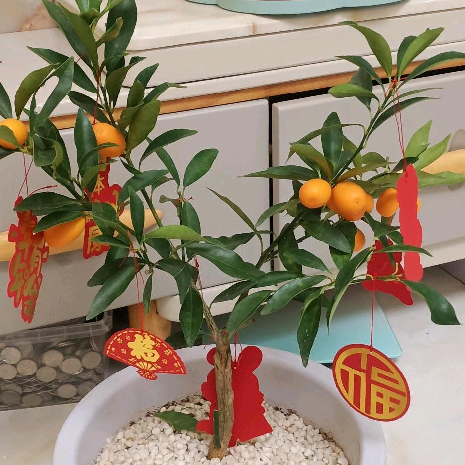 沈记