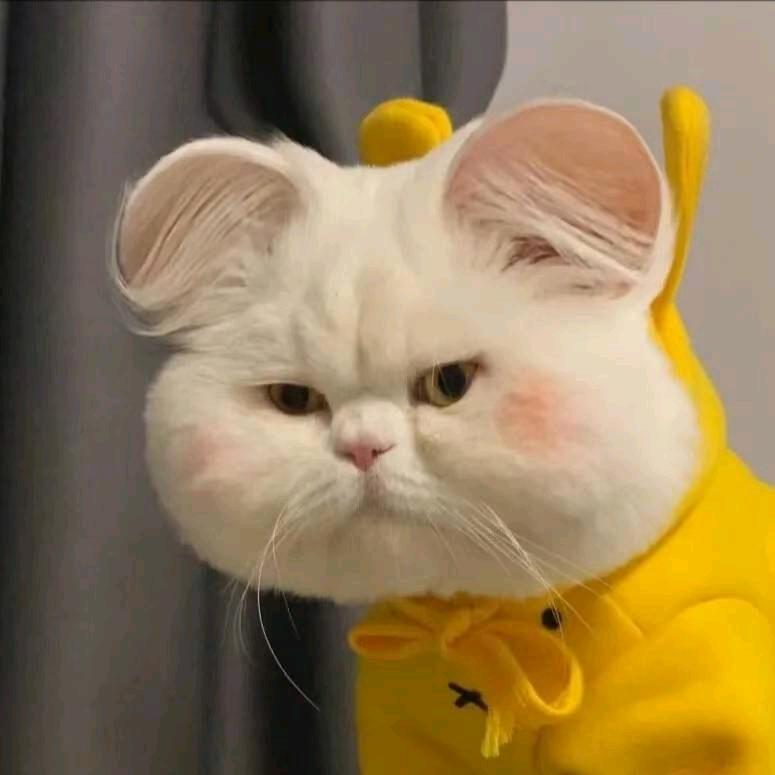 喵喵