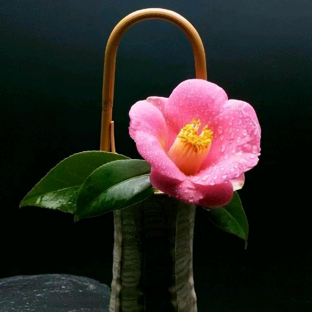 淡雅茉莉