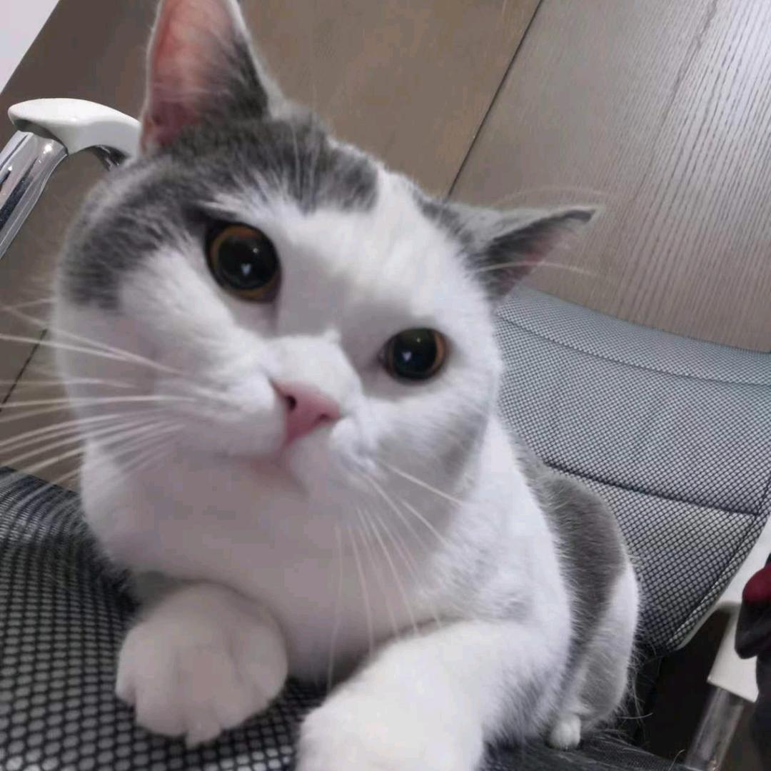 兔姐