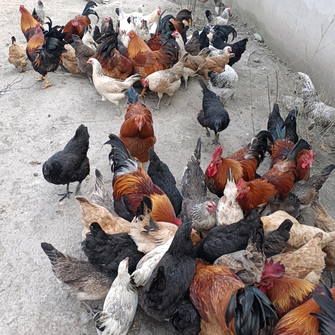 杭州土鸡土鸭土鹅