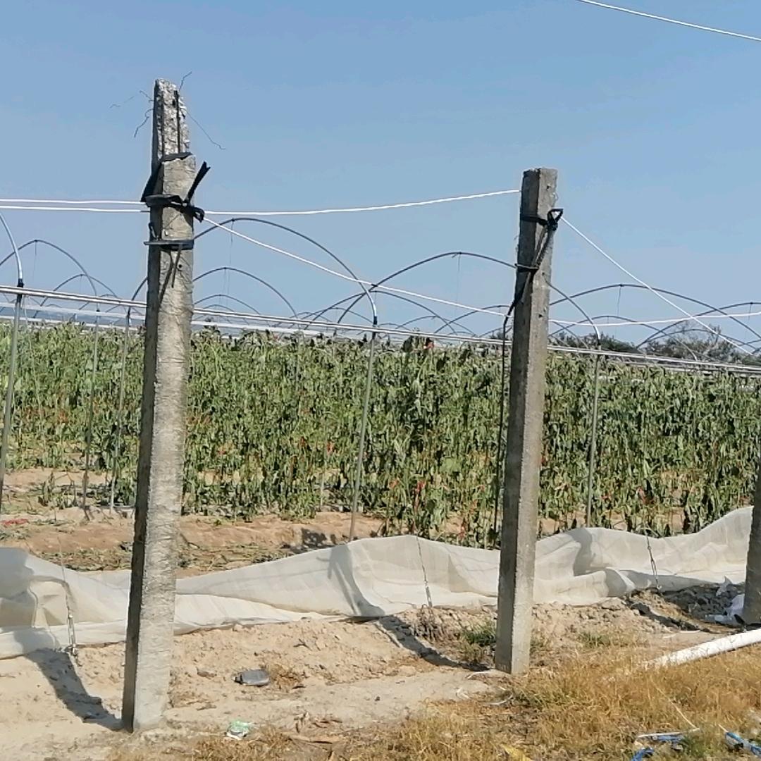 干瓜秧，拆天膜