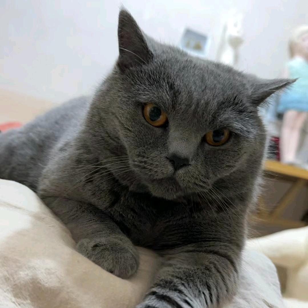 七月喵喵