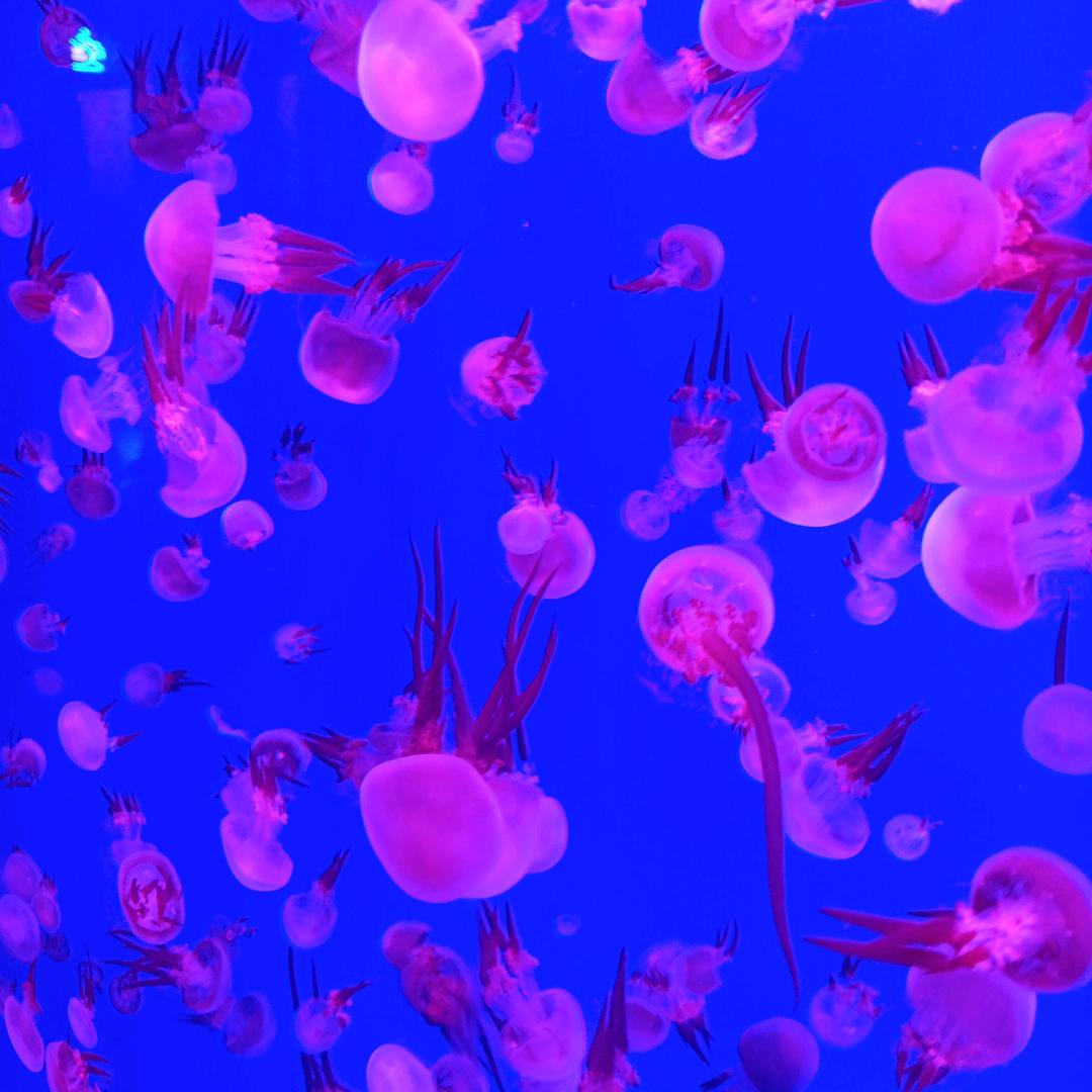 江曦  好物在橱窗