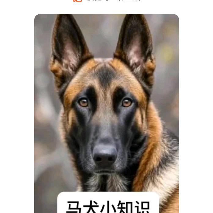 马犬神舍