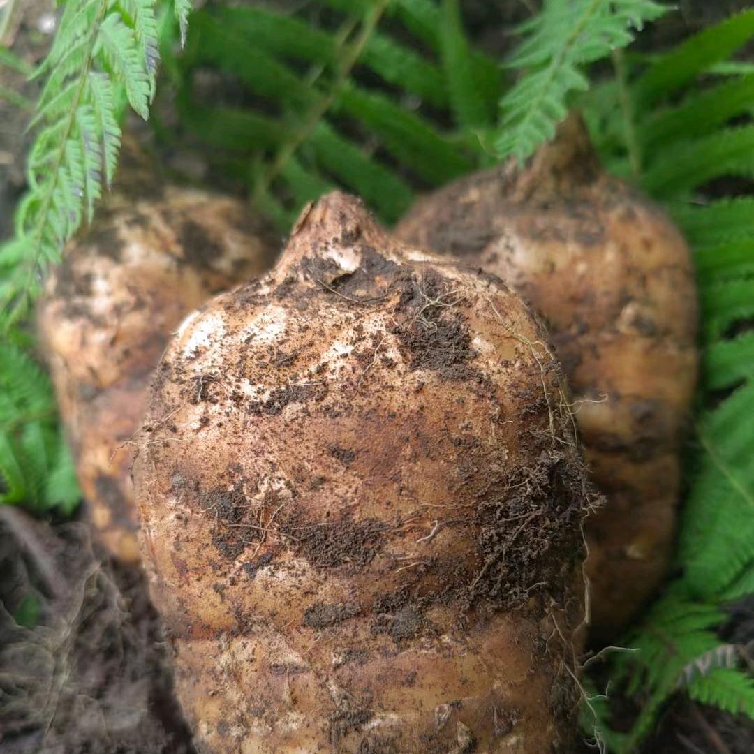 七彩约定土特产