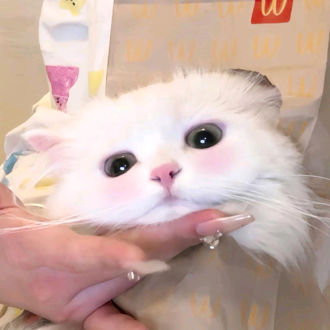 云吸猫