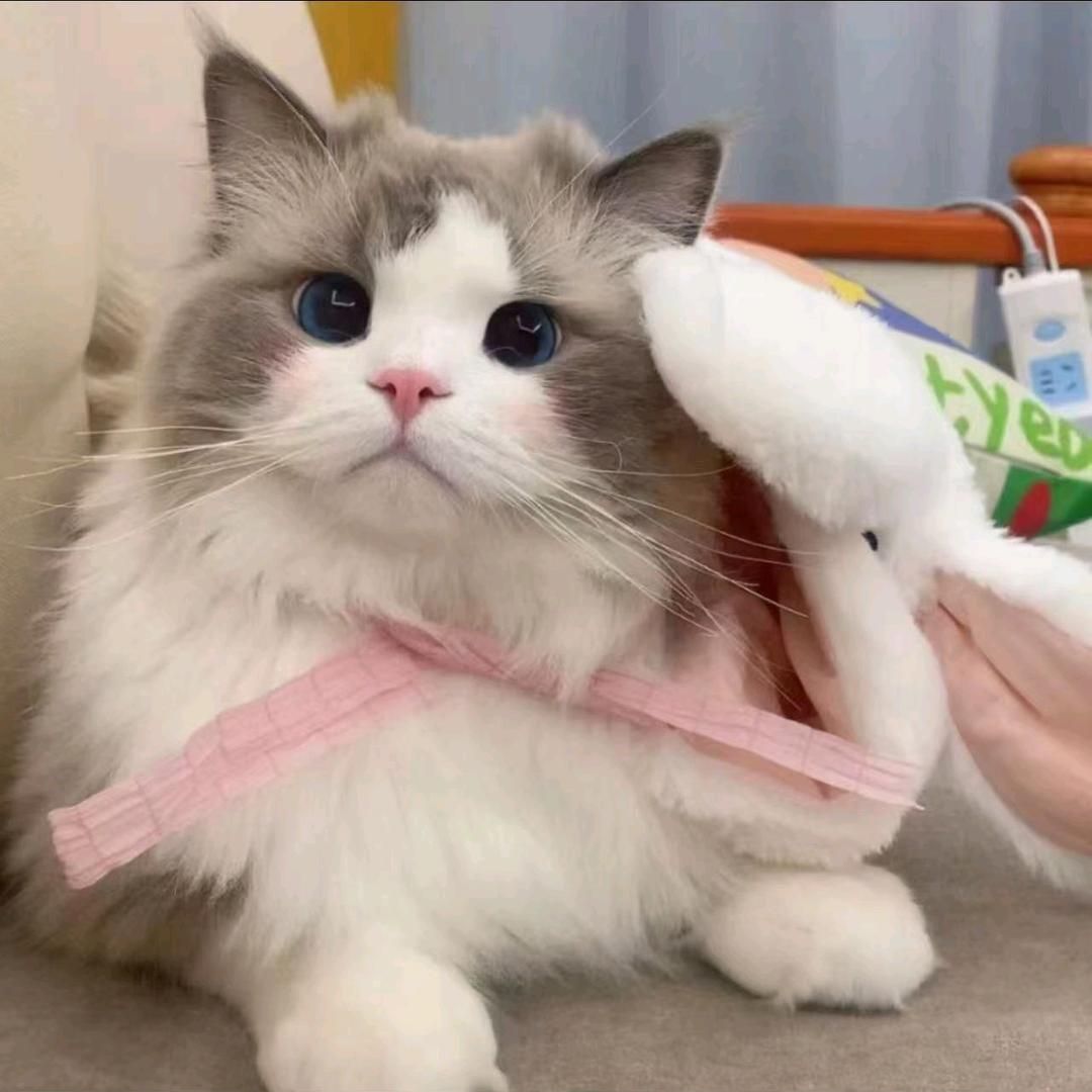 抖音暗号（113段国服射手）