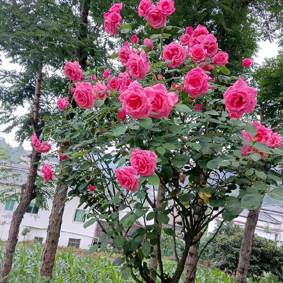 雷妺妹