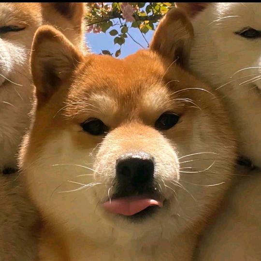 绵洋