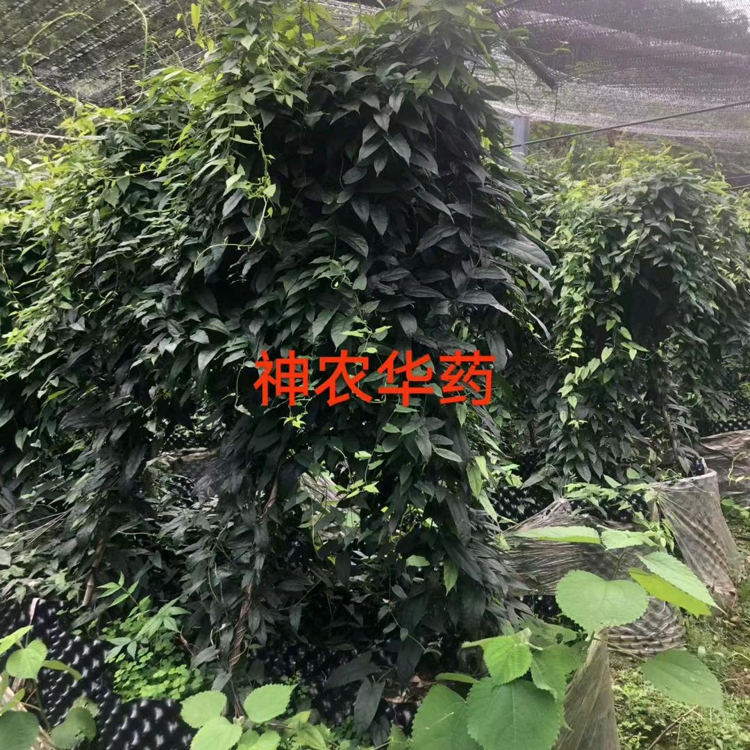 中药材种植