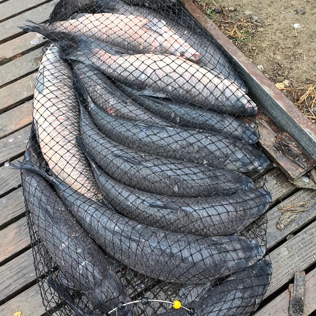 文文钓大物&隔壁老朱