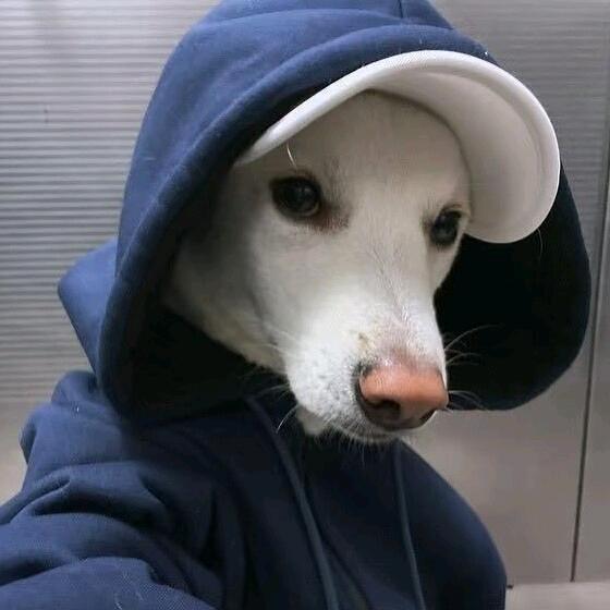 小J是兽医