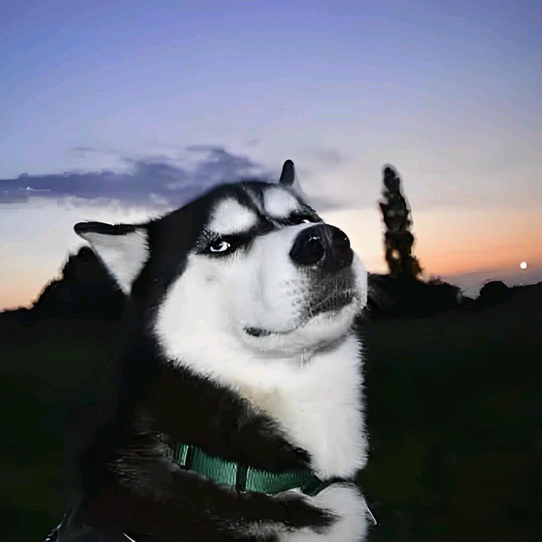 三口一个大肘子