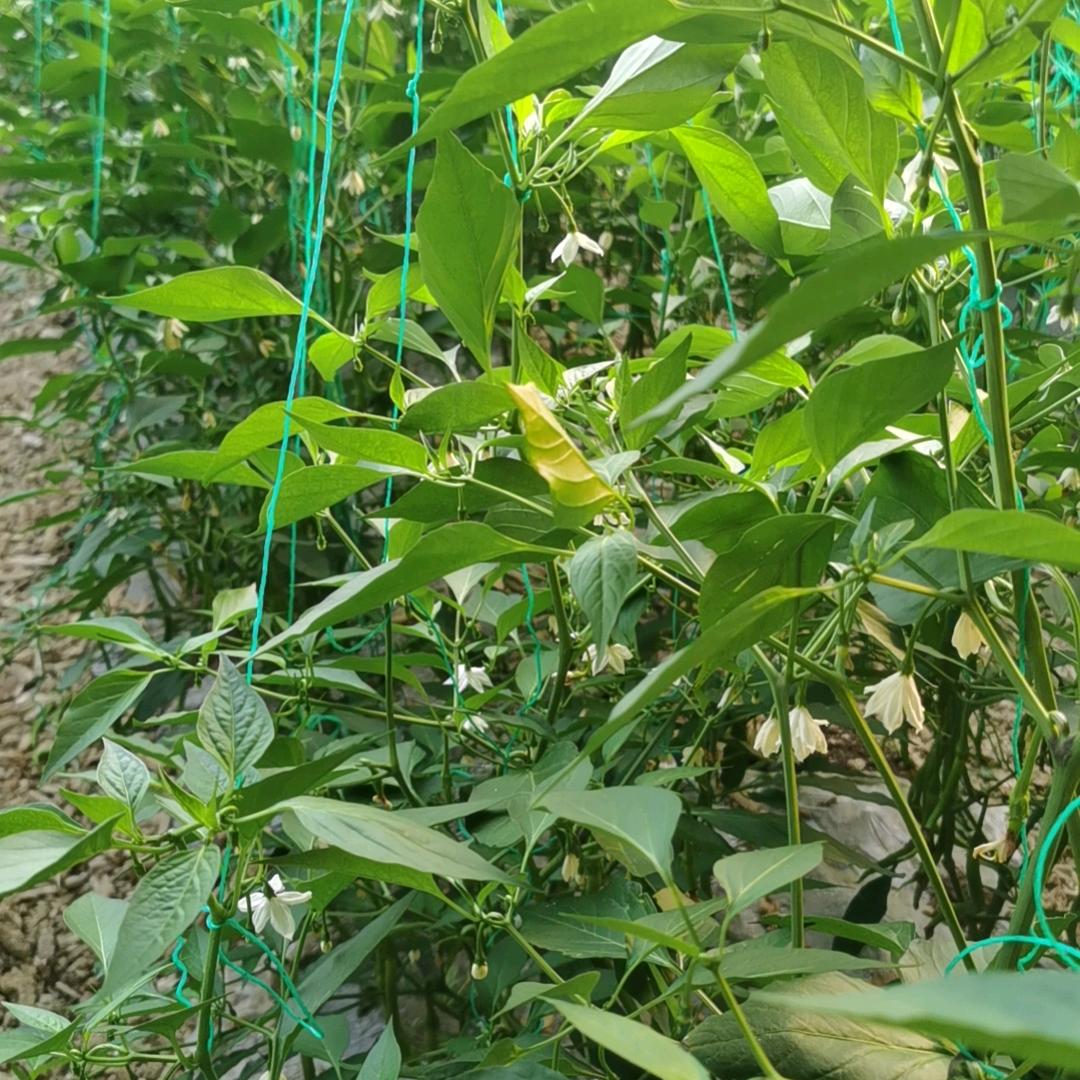 不求最好，但问心无愧