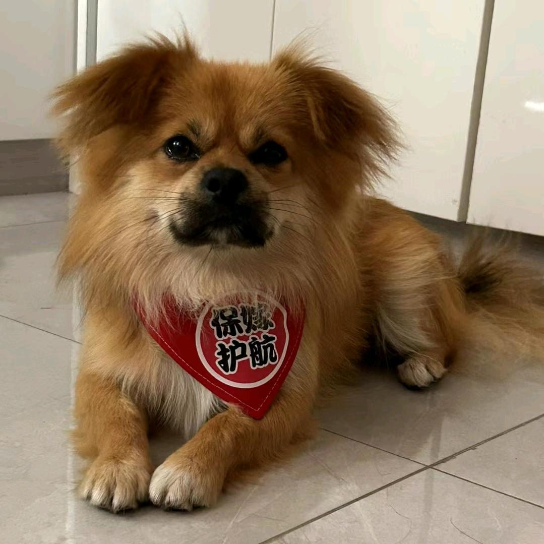 我的好朋友绿叶菜