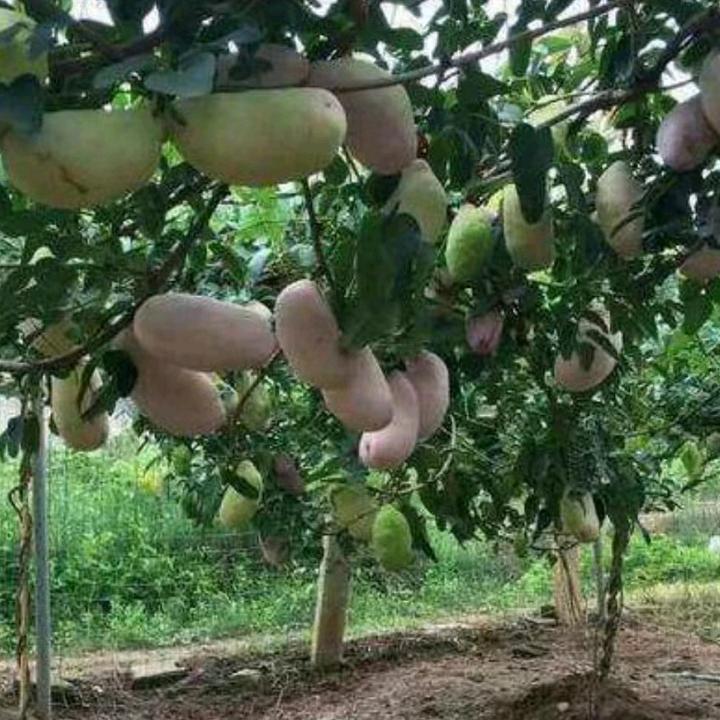 心爱橙哥