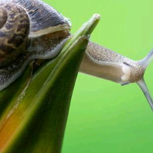 星哥《星家军》