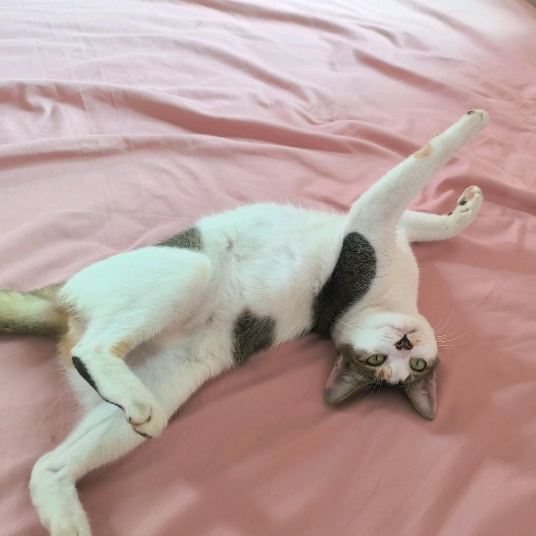 小Li没有酒窝O_o