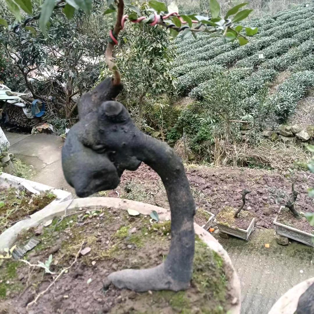 灌木金弹子之霸道猜桩