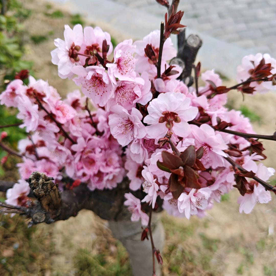 梅花