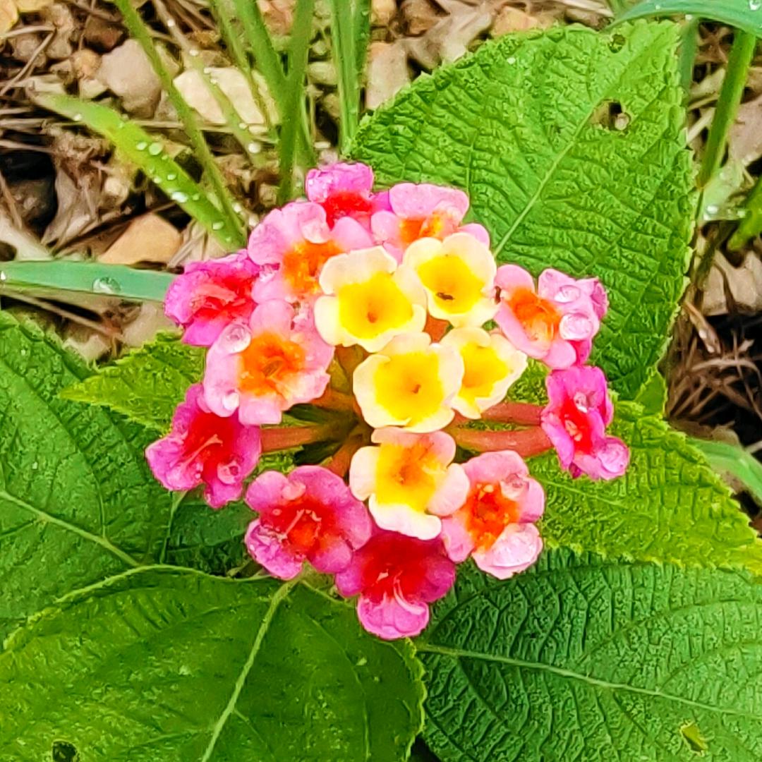 呼呼面（豆花烤鱼·冒烤鸭）