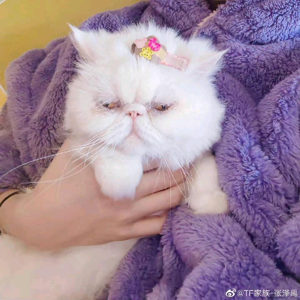 雾都叁柒_