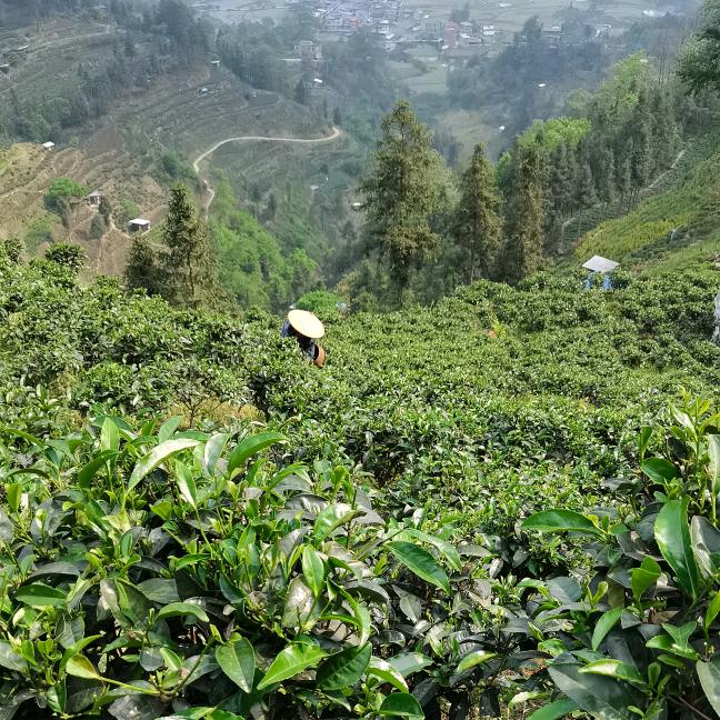 茶农