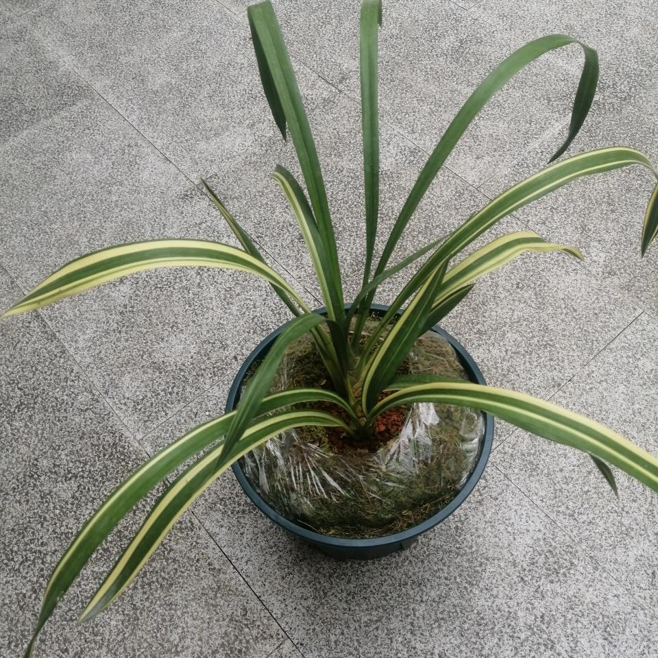 寒烟孤鸿