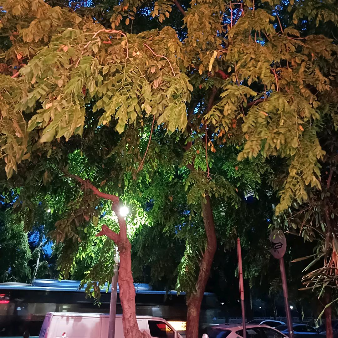 兰花